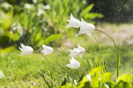 White tulips under streams of waterの写真素材
