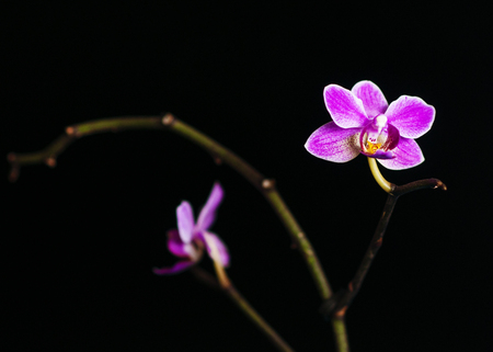 Pink orchid isolated on black backgroundの写真素材