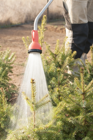 Hand garden hose with a water sprayer, watering the coniferous plants in the nurseryの写真素材