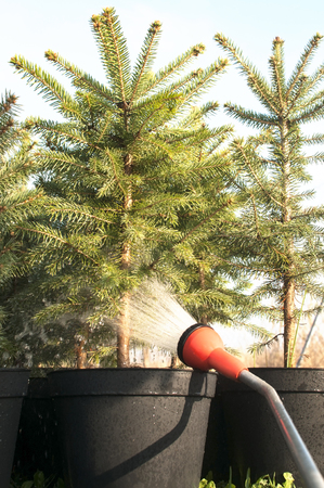 Hand garden hose with a water sprayer, watering the coniferous plants in the nurseryの写真素材