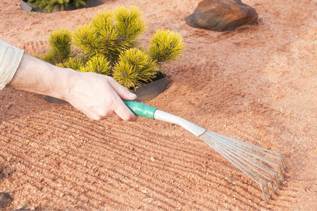 The gardener takes care of coniferous plants, the work of rake in a coniferous Mixborder with sandの写真素材