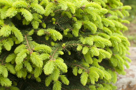 Fresh green spruce shoots. Young shoots of spruce trees in the spring.の写真素材
