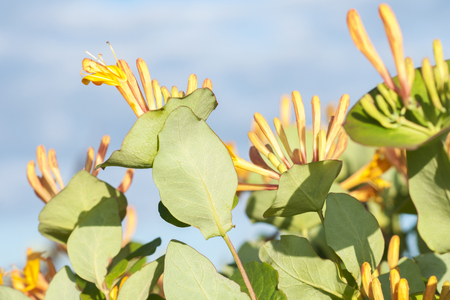 Yellow honeysuckle flowers on blue sky backgroundの写真素材