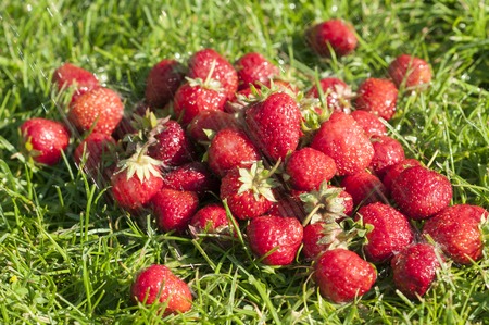 Strawberry on a green lawn on streams of waterの写真素材