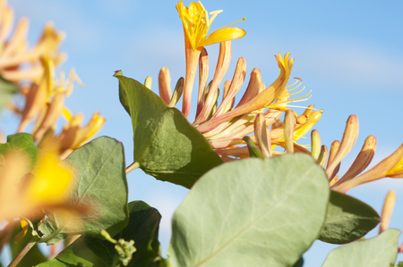Yellow honeysuckle flowers on blue sky backgroundの写真素材