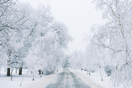 The road in the snow-covered winter forest, twilightの写真素材