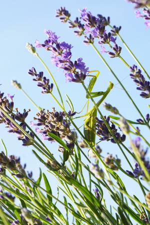 A green mantis on the flowers of lavenderの写真素材