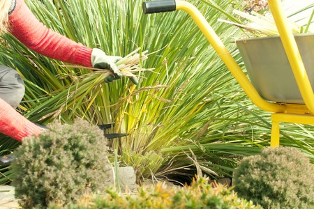 A woman pruned plants in the garden with a pruner, preparing the garden for the winter, a garden trolley, garden workの写真素材