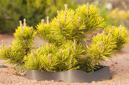 Small coniferous plants in the gardenの写真素材