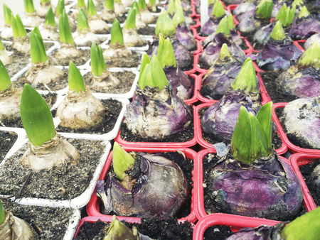 Sprouted group of bulbous plants, hyacinths, tulips in pots , in the shop , in the greenhouse,flat layの写真素材