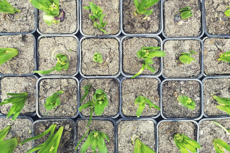Sprouted group of bulbous plants, hyacinths, tulips in pots , in the shop , in the greenhouse,flat layの写真素材