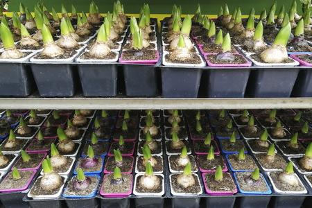 Sprouted group of bulbous plants, hyacinths, tulips in pots , in the shop , in the greenhouse,flat layの写真素材