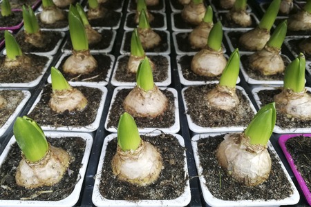 Sprouted group of bulbous plants, hyacinths, tulips in pots , in the shop , in the greenhouse,flat layの写真素材
