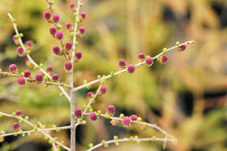 Young cones coniferous in the spring in the gardenの写真素材