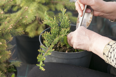 Weeding weeds in the nursery of coniferous plants, a woman in garden gloves working in the gardenの写真素材