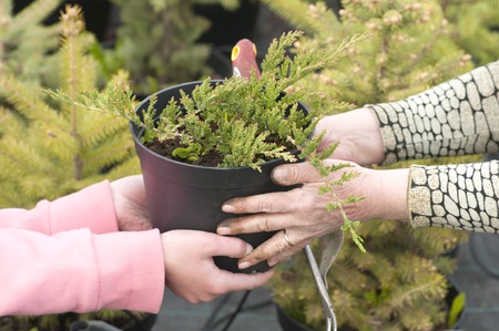 Weeding weeds in the nursery of coniferous plants, a woman in garden gloves working in the gardenの写真素材