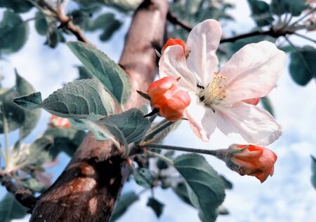 Blooming apple tree, pink flowers against blue skyの写真素材