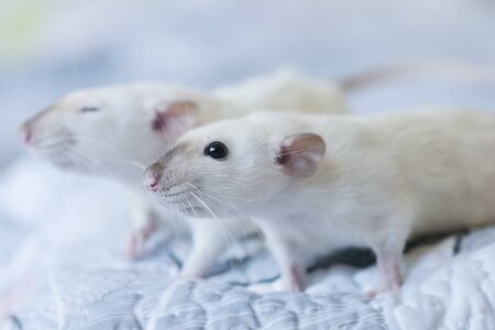 Decorative Siamese rat in the hands of a womanの写真素材