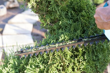 Pruning Plants Close Up. Professional Gardener Pruning conifers,lifestyleの写真素材