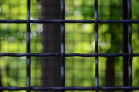 The texture of a lattice and green vegetation in the backgroundの写真素材