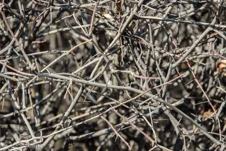 Texture of thickets of bushesの写真素材