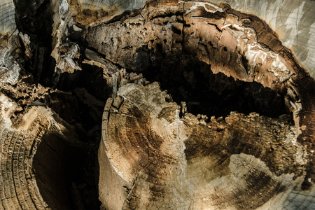 Tree stump with a large cracked, textureの写真素材