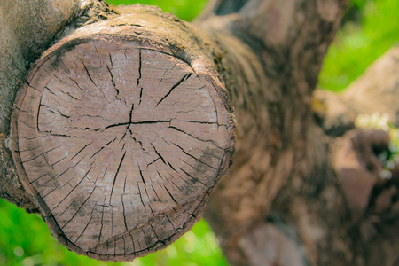 Texture of a sawn tree branch closeup with a green backroundの写真素材