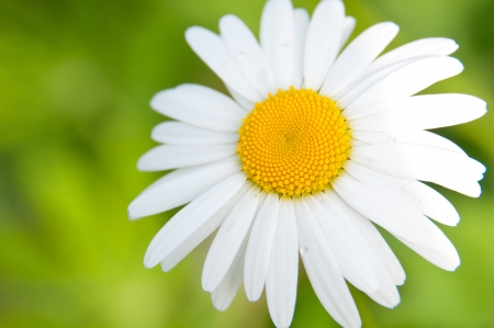 White daisy on a green background.の写真素材
