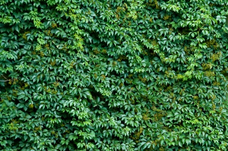 Brick wall covered with green ivy leaves.