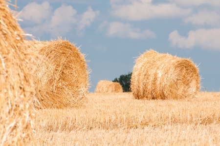 Bundles of straw on the field after harvest の写真素材