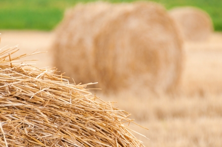 Bundles of straw on the field after harvest の写真素材