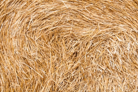 Bundles of straw on the field after harvest の写真素材
