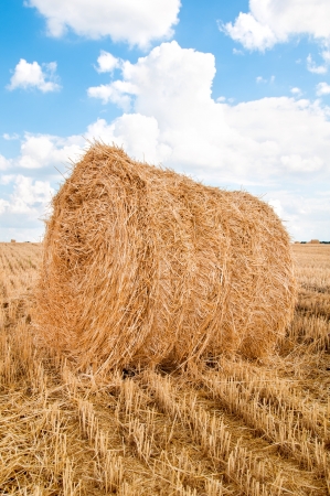 Bundles of straw on the field after harvest の写真素材