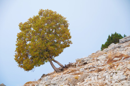 Lonely tree on the mountain, against the sky, cloudsの写真素材