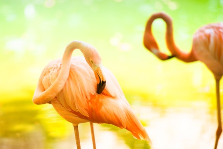 The pink Caribbean flamingo goes on water. Pink flamingo goes on a swamp