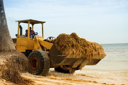 Cleaning the beach from algae with a tractor and dumper.の写真素材