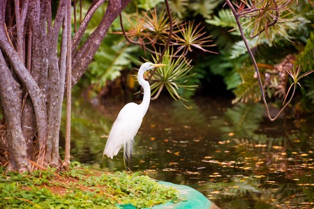 Great Egret on the background of a green grass