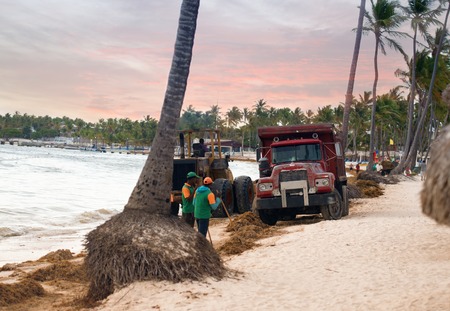 Cleaning the beach from algae with a tractor and dumper.の写真素材