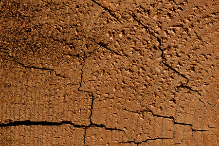 A cut of a tree, a beautiful background from a tree textureの写真素材