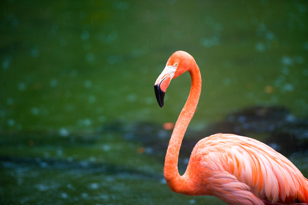 The pink Caribbean flamingo goes on water. Pink flamingo goes on a swamp.の写真素材