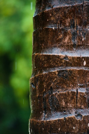 Close up of the bark of a palm tree, background texture pattern. Under rain.の写真素材