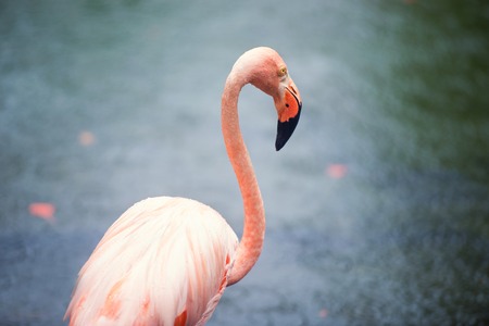 The pink Caribbean flamingo goes on water. Pink flamingo goes on a swamp.の写真素材