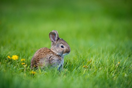 Cute rabbit with flower dandelion sitting in grass. Animal nature habitat, life in meadow. European rabbit or common rabbit, Oryctolagus cuniculus, hidden grass. Rabit in pink spring flowers.の写真素材