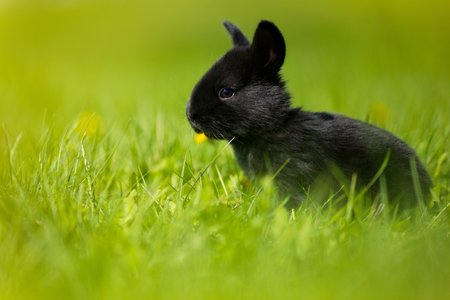 Cute rabbit with flower dandelion sitting in grass. Animal nature habitat, life in meadow. European rabbit or common rabbit, Oryctolagus cuniculus, hidden grass. Rabit in pink spring flowers.の写真素材