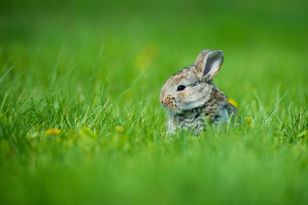 Cute rabbit with flower dandelion sitting in grass. Animal nature habitat, life in meadow. European rabbit or common rabbit, Oryctolagus cuniculus, hidden grass. Rabit in pink spring flowers.の写真素材
