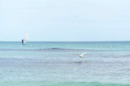 Seascape, seagulls fly over the sea against the blue sky. High quality photoの写真素材