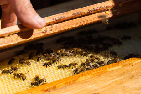 Bee family in evidence on wax honeycombs. Beekeeper and beekeeping. high quality photo