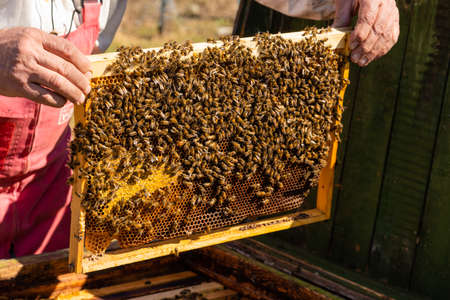 The beekeeper changes the frames in the evidence with bees. beekeeping. high quality photo