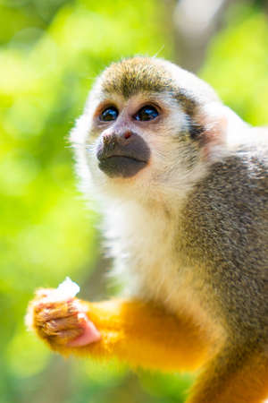 Close-up portrait of funny little saimiri monkey in the jungle. Excursion to Monkey Land Zoo. high...