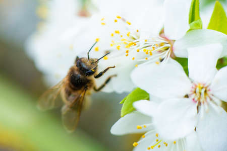 Close-up of a honey bee on a spring white cherry blossom. high quality photoの写真素材